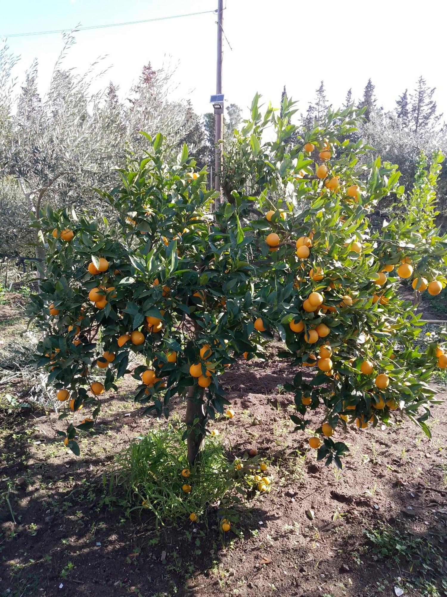 Le Casette Di Nonna Rosa In Fontanarossa Catania Airport Zewnętrze zdjęcie